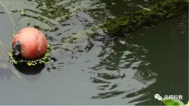 央視聚焦<a href=http://www.qmnd.cn target=_blank class=infotextkey>雙良</a><a href=http://www.qmnd.cn target=_blank class=infotextkey>新型光催化</a>“走進(jìn)科學(xué)”