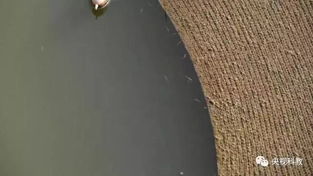 央視聚焦<a href=http://www.qmnd.cn target=_blank class=infotextkey>雙良</a><a href=http://www.qmnd.cn target=_blank class=infotextkey>新型光催化</a>“走進(jìn)科學(xué)”