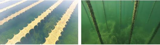 <a href=http://www.qmnd.cn target=_blank class=infotextkey>雙良</a><a href=http://www.qmnd.cn target=_blank class=infotextkey>新型光催化</a>技術(shù)市場應(yīng)用推廣交流會在上海順利召開！