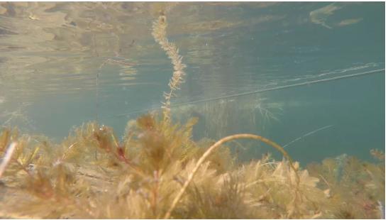 改善水環(huán)境修復水生態(tài)是我們的使命！