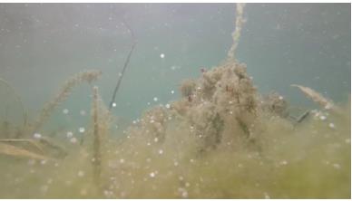 淡水湖泊藍藻水華預測模型(四)