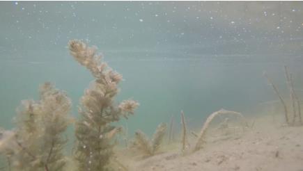 雙良介紹專項整治竹朗水庫非法養(yǎng)殖