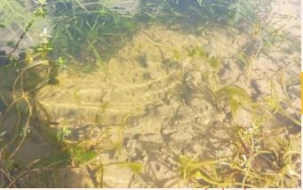 新聞轉(zhuǎn)載｜無人船變身河道“保潔員”，科技助力水環(huán)境整治