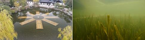 新聞轉(zhuǎn)載｜蒼龍街道：開展河道、溪溝環(huán)境治理 確?！八?、岸綠、景美”