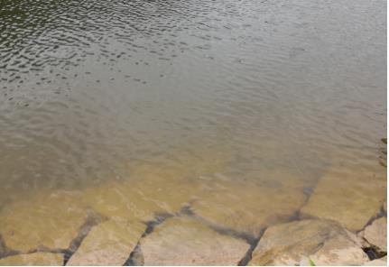 新區(qū)唐河污水庫治理情況