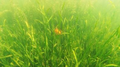 人工濕地在河道來水凈化中的應(yīng)用